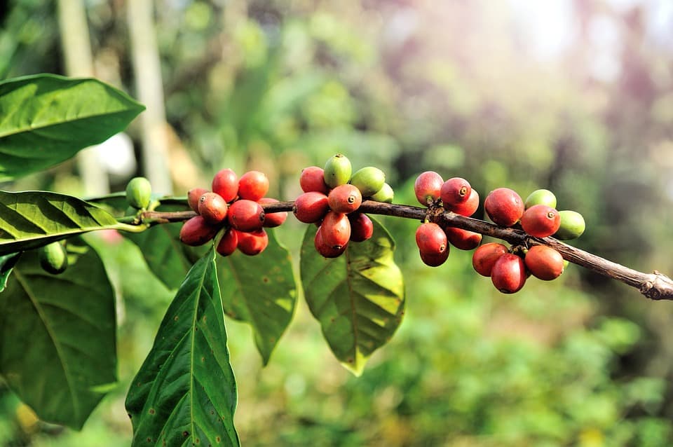 odling kaffeplanta