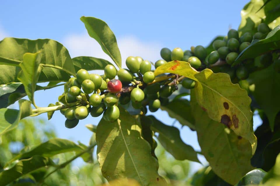 Hur odling och konsumtion av kaffe kan hjälpa skogarna